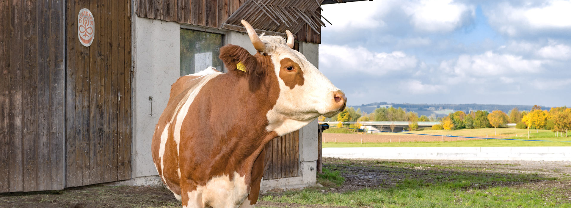 Kuh-Patenschaft bei Biohof Jocher